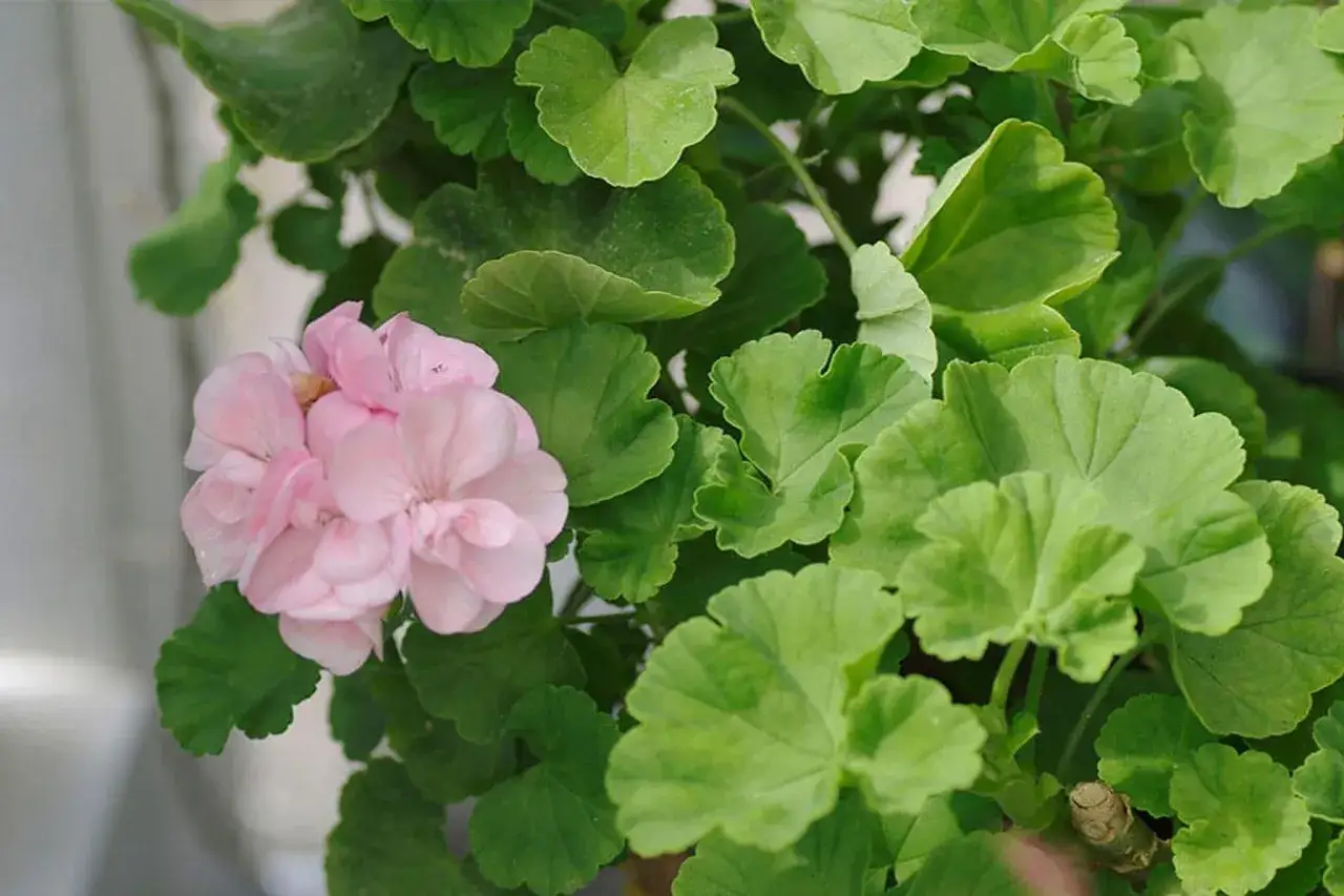 En ljusrosa pelargon med gröna blad. Snart dags för omplantering pelargon för att ge den mer utrymme att växa.