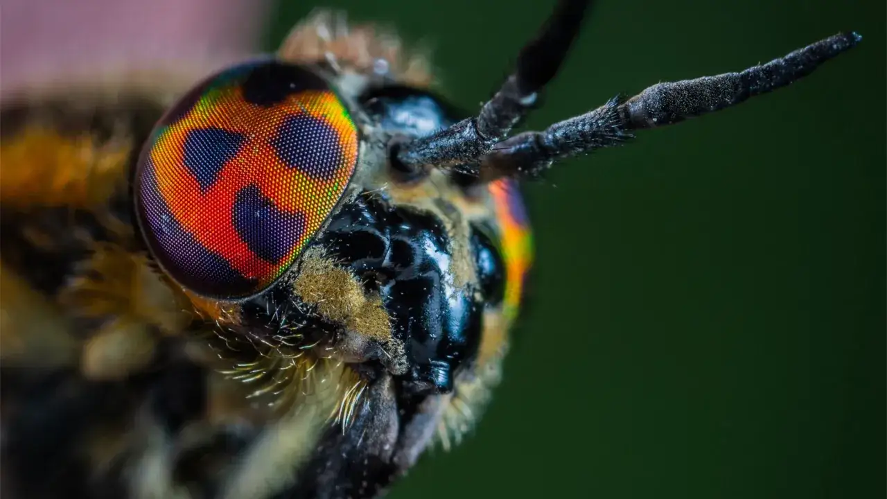 Oko muchy z tęczowymi refleksami, uchwycone techniką focus stacking, ukazuje niezwykłą szczegółowość mozaiki fasetek.