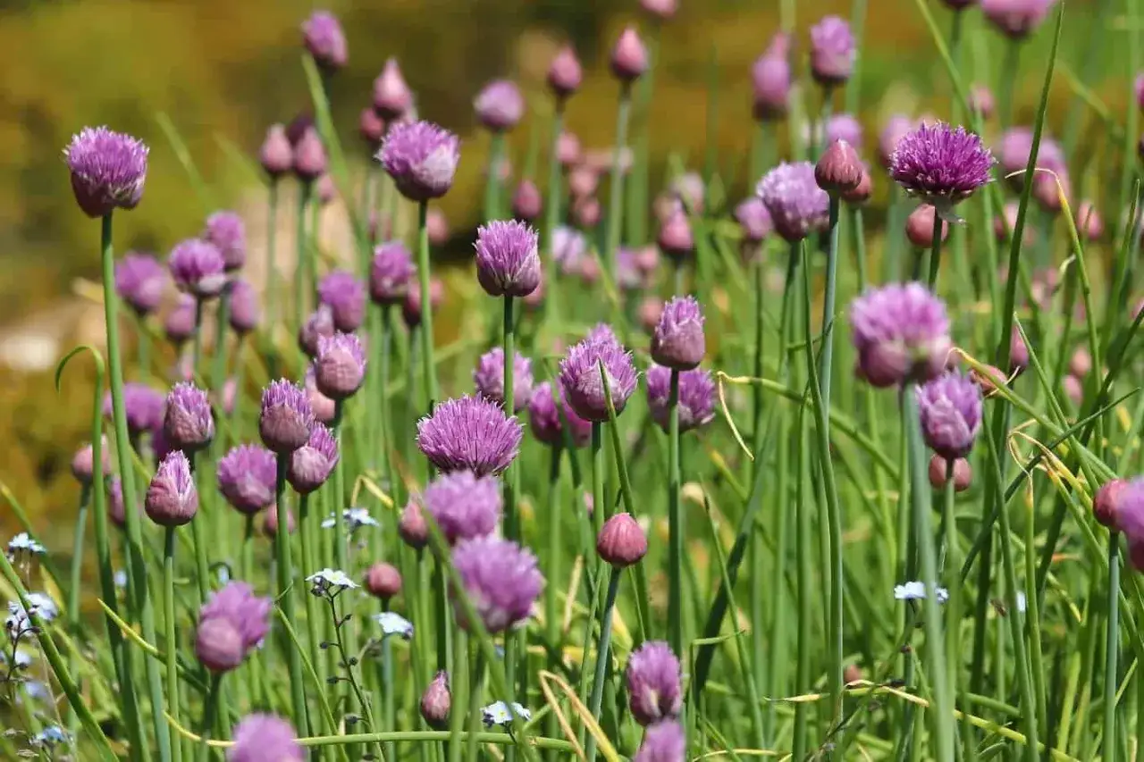 F&auml;lt med lila blommor av allium schoenoprasum, &auml;ven k&auml;nda som gr&auml;sl&ouml;k, som str&auml;cker sig mot solen.