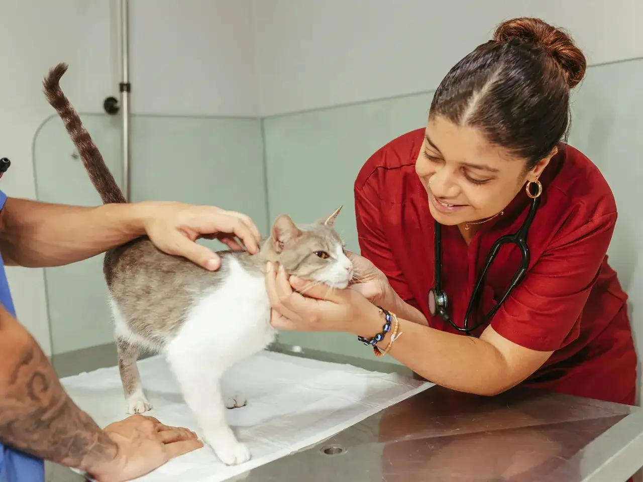 Veterinaria examina a un gato gris y blanco. El dueño está preocupado porque mi gato no come.