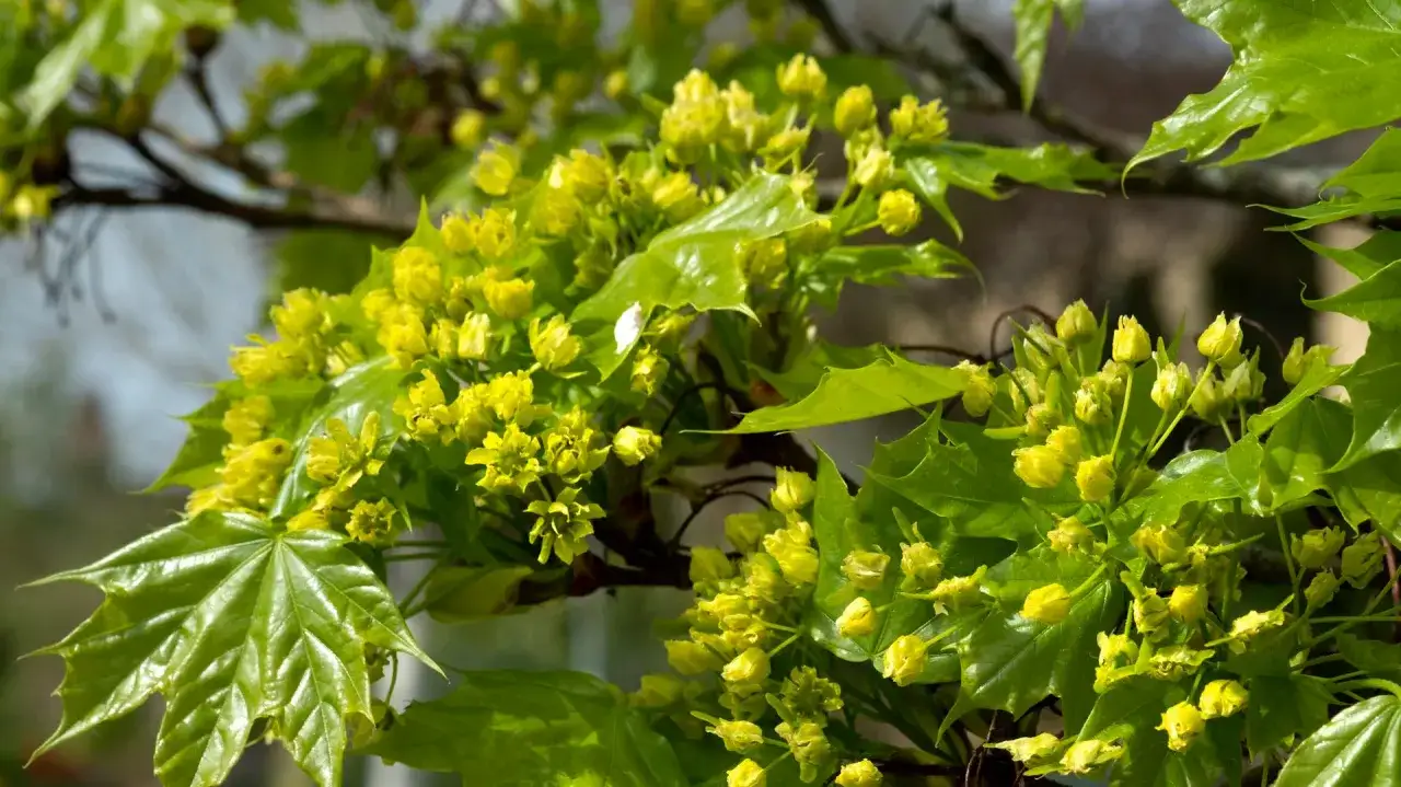 Grüne Blätter und gelbe Blüten des Feldahorns. Als Hecke hat er Nachteile: er wächst stark und muss oft geschnitten werden.