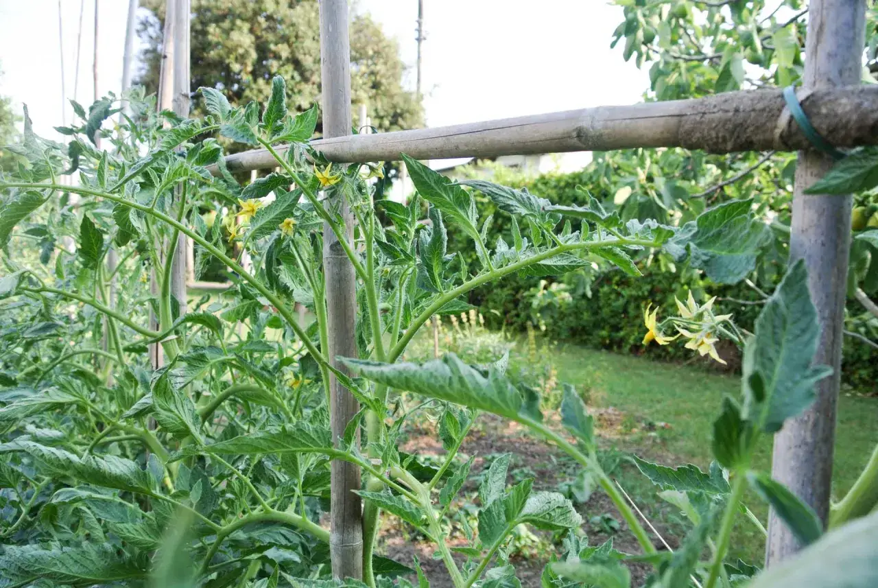 Fioritura di **pomodori** su un traliccio di bamb&ugrave;. Le foglie verdi e rigogliose si intrecciano, promettendo un raccolto abbondante.