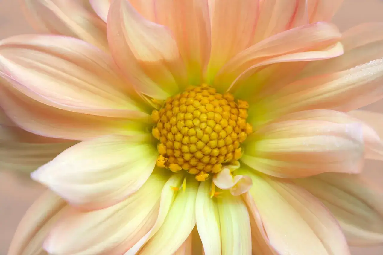 Close-up of a peach and yellow dahlia, showing its intricate center and delicate petals. Perfect inspiration for how to photograph flowers.