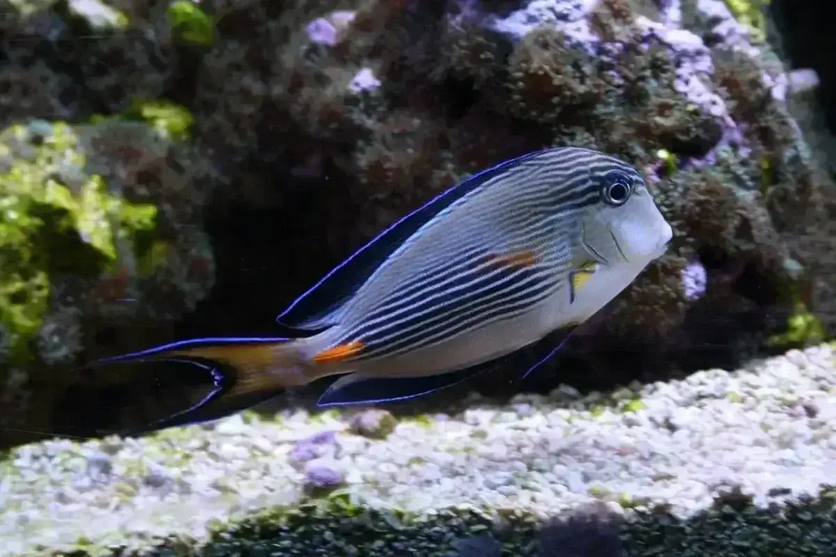Pasiasty ryba w akwarium, jakby z jastrzębia góra oceanarium.