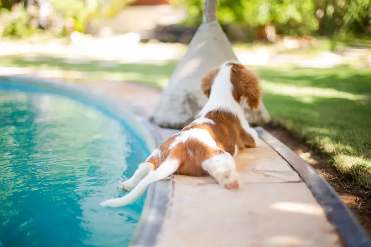 Brunvit hundvalp vid poolkanten, kanske en vattensvans behandling behövs efter lek i solen.