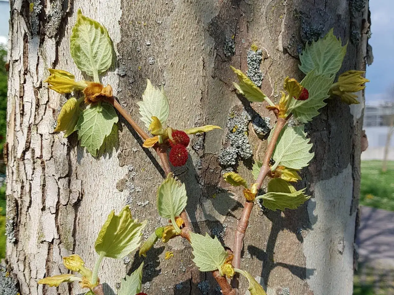 Junge Blätter und rote Fruchtstände an einem Baumstamm. Der platane ahorn unterschied ist hier gut zu erkennen.