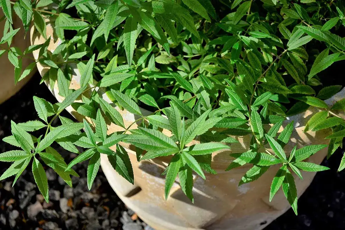 Gros plan sur une **verveine citronnelle en pot**, ses feuilles vertes vives et dentel&eacute;es formant un feuillage dense.