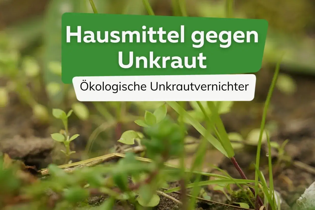 Hausmittel gegen Unkraut: Ökologische Unkrautvernichter im Fokus. Grüne Blätter und Erde im Vordergrund.