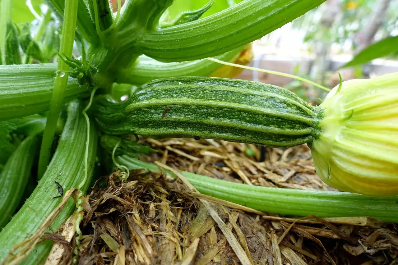 En ung squash diamant växer på plantan, med en gul blomma som syns till höger.