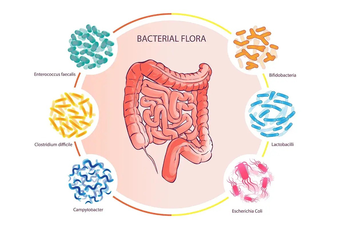 Ilustración del sistema digestivo rodeado de bacterias que explican qué es la microbiota intestinal y su función.