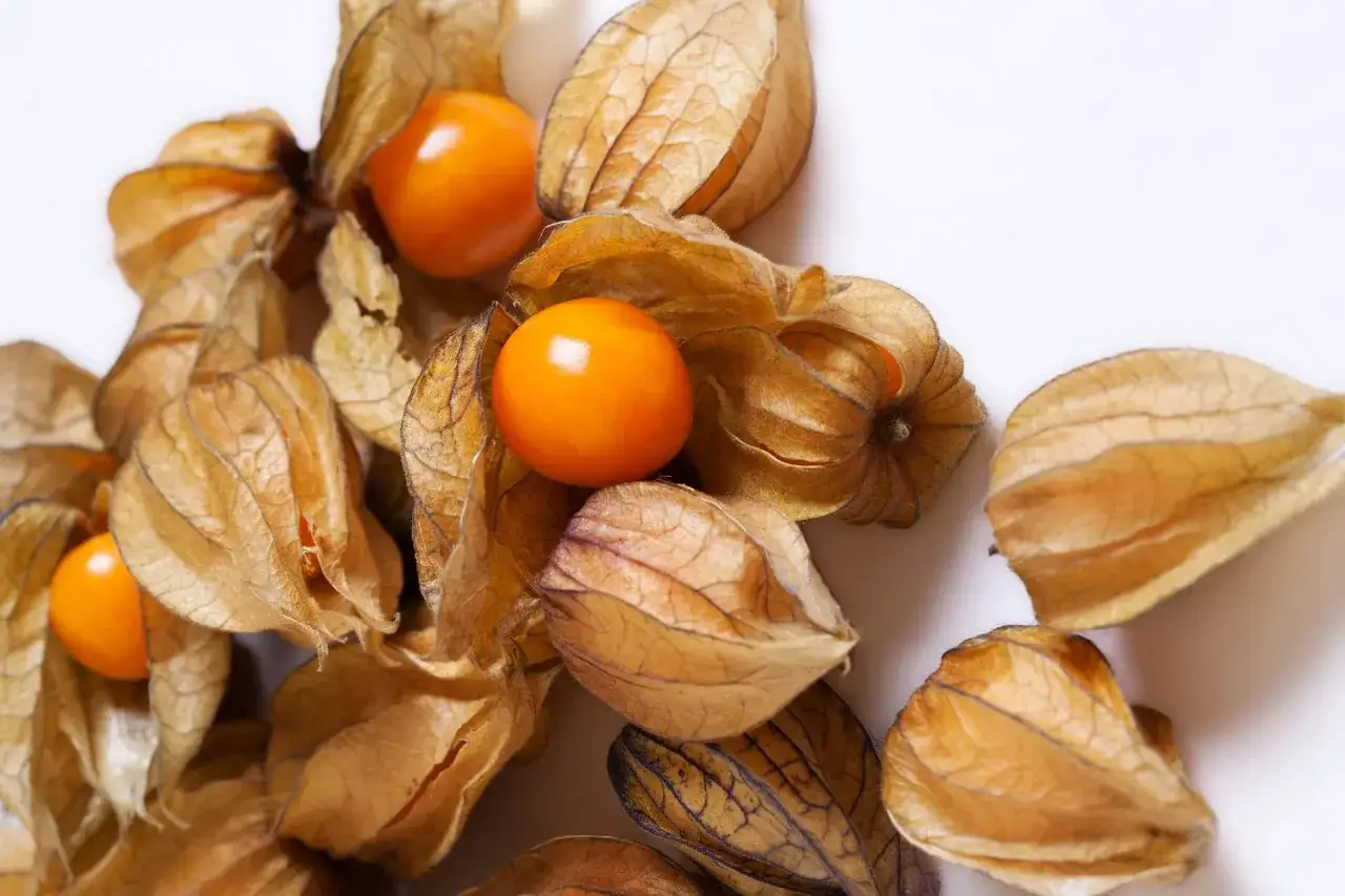 Kilka pomarańczowych, błyszczących owoców physalis, otoczonych suchymi, papierowymi łupinkami.