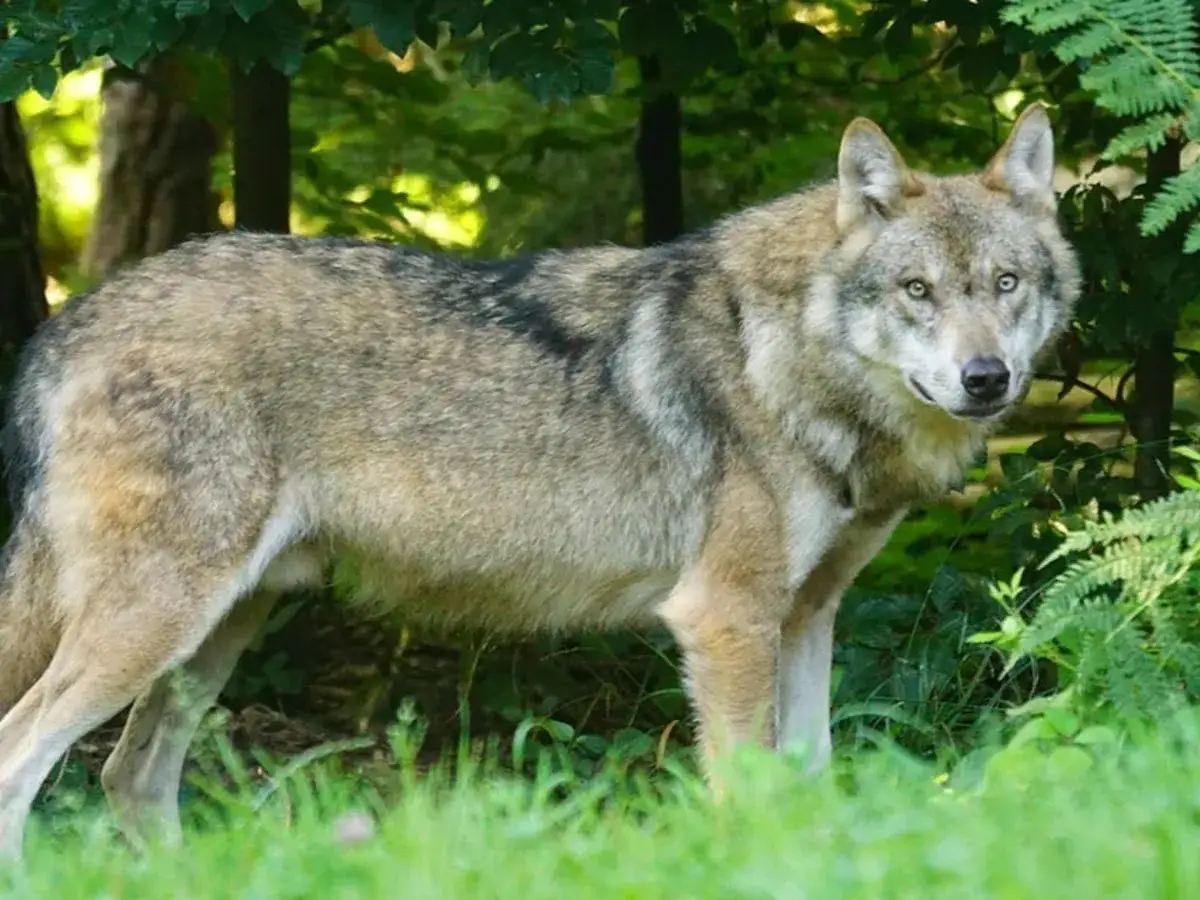 Szary wilk o przenikliwych oczach stoi w gęstym lesie. Jego sierść jest mieszanką brązu, szarości i czerni, a uszy sterczą czujnie.