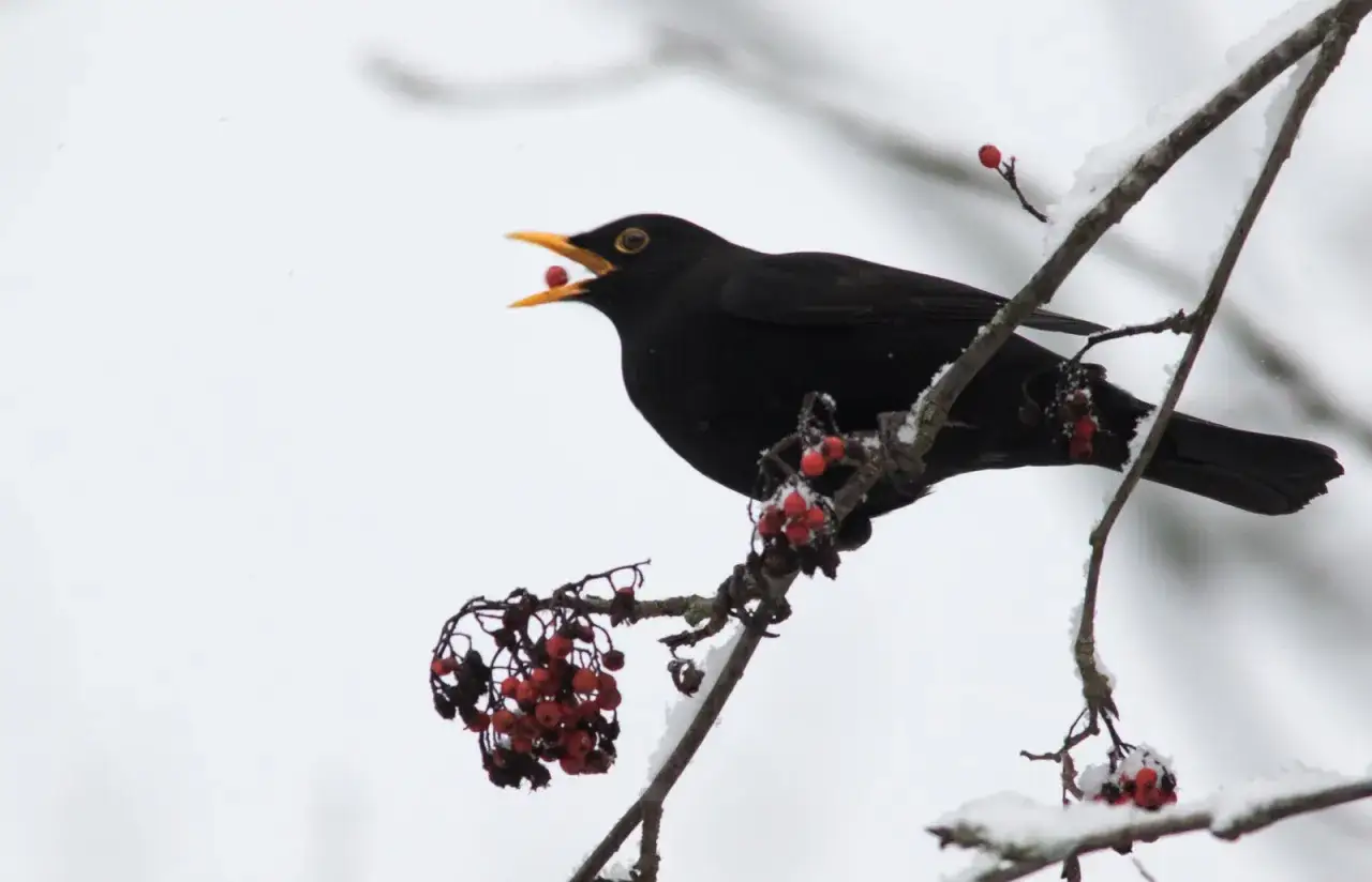 En koltrast sitter p&aring; en sn&ouml;t&auml;ckt gren och &auml;ter r&ouml;da b&auml;r.