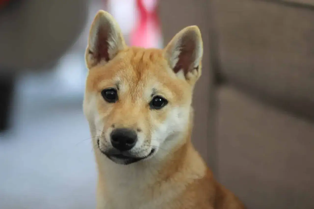 Adorable shiba inu cachorro con orejas puntiagudas y ojos curiosos. Sus opiniones sobre la vida son siempre positivas.