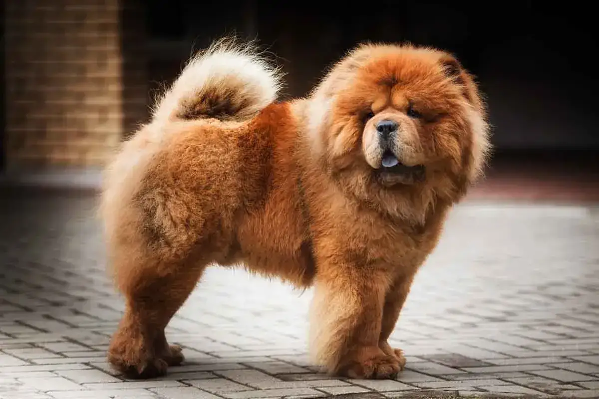 Puszysty chow chow o rudym futrze, z charakterystycznym