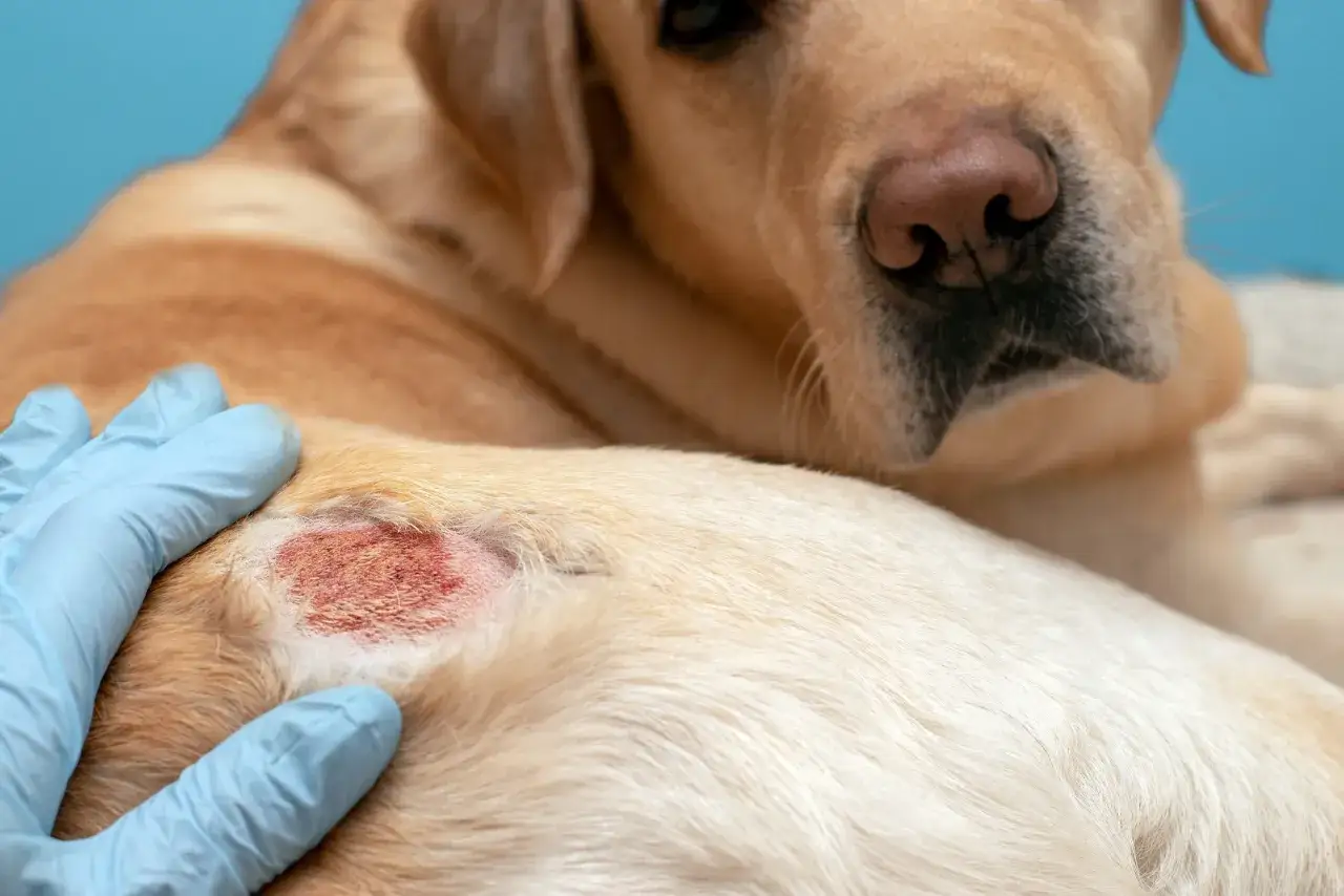 Veterinario examina una lesión roja e irritada en la piel de un perro, indicativo de dermatitis en perros.