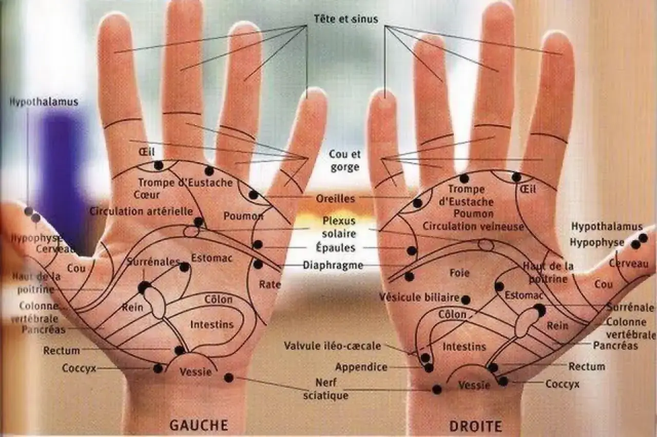 Carte de réflexologie palmaire montrant les zones de la main droite correspondant aux organes et fonctions du corps.