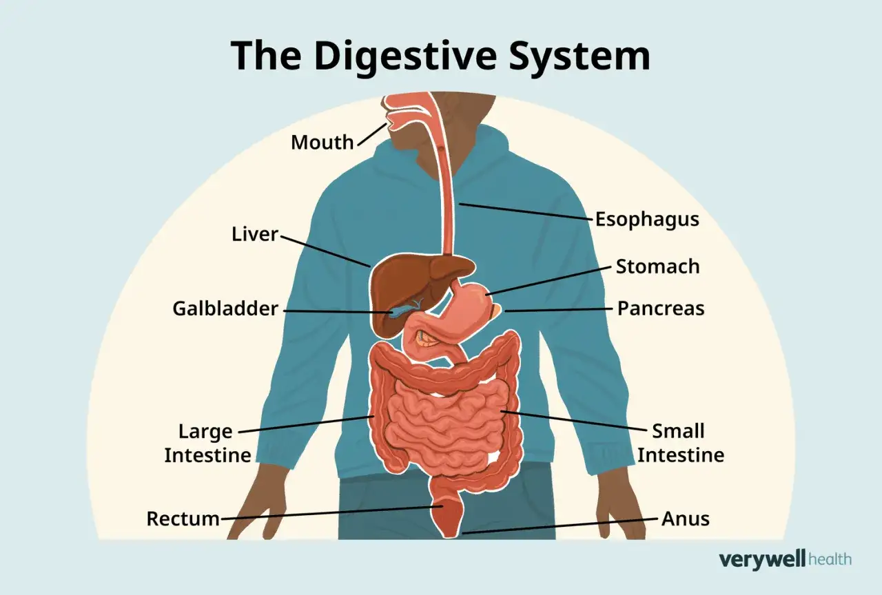 Schéma du système digestif humain, montrant la bouche, l'œsophage, le foie, la vésicule biliaire, l'estomac, le pancréas, l'intestin grêle, le gros intestin, le rectum et l'anus. Le temps de digestion est un processus complexe.
