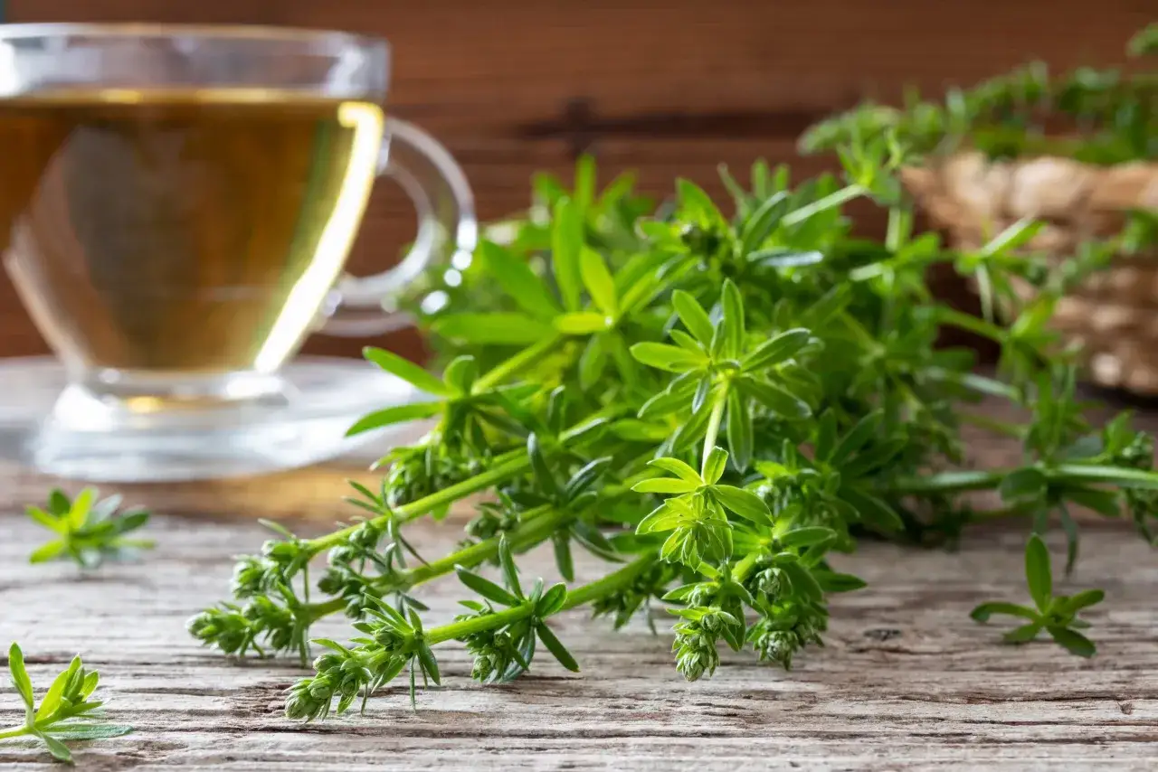 Frischer Labkraut-Tee, zubereitet mit dem Kraut, das auf einem Holztisch liegt. Daneben eine Tasse mit goldenem Tee.