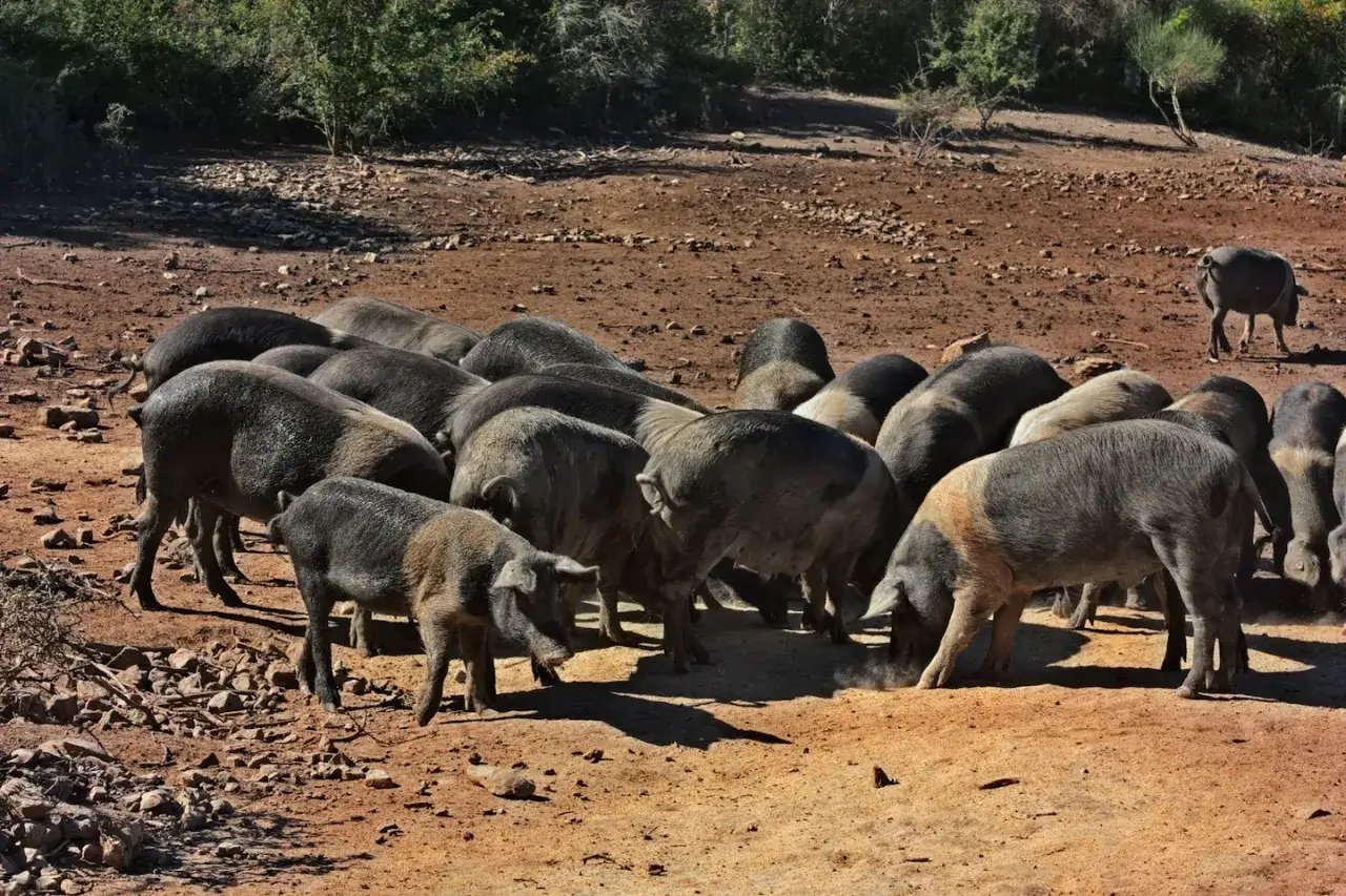 Un gruppo di maiali neri toscani grufola nel terreno arido, con alcuni che mangiano da una mangiatoia.
