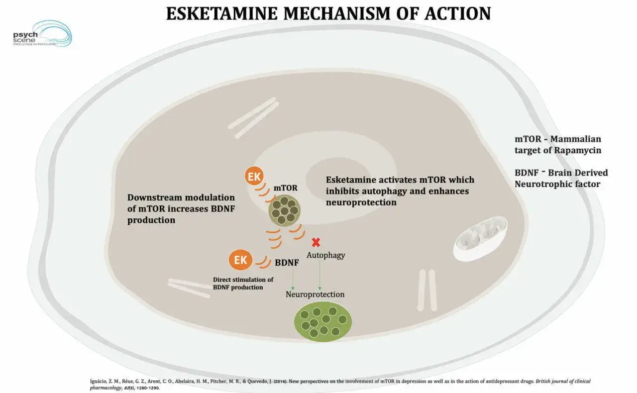 Esketamina aktywuje mTOR, hamując autofagię i zwiększając produkcję BDNF, co prowadzi do neuroprotekcji.