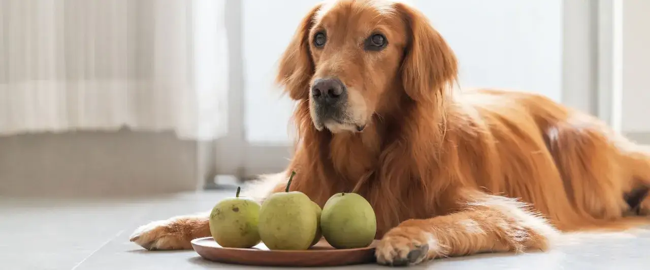 Złoty retriever leży obok talerzyka z gruszkami. Czy pies może gruszkę? Ten słodziak wygląda, jakby się zastanawiał.