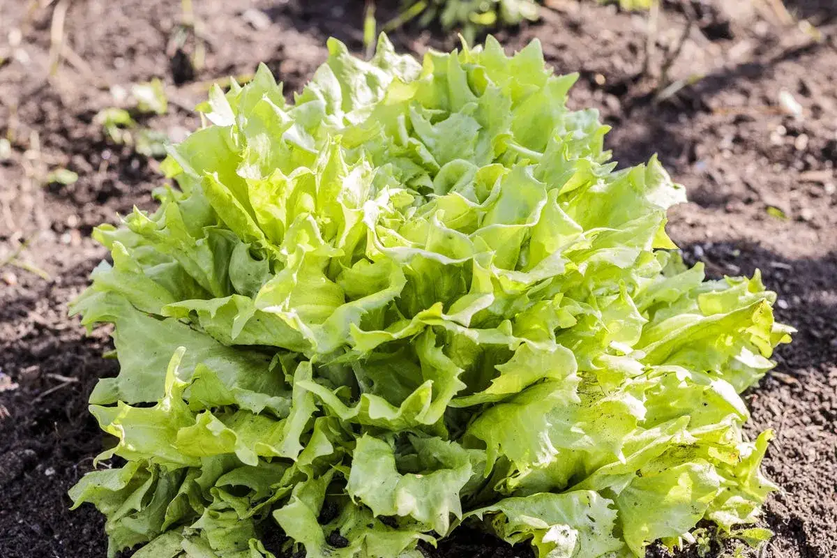 Une belle salade cornet d'Anjou, aux feuilles vertes et frisées, pousse dans le potager.