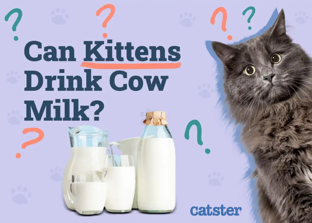 &iquest;Los gatos pueden beber leche? Un gatito gris mira con curiosidad jarras y botellas de leche.