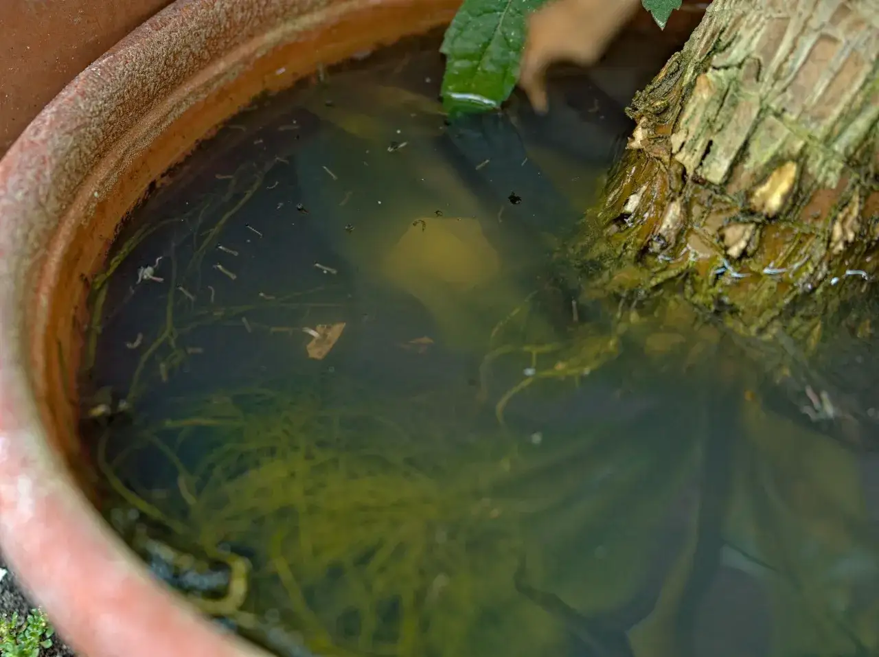 Larves de moustique dans l'eau stagnante d'un pot de fleurs, un environnement propice à leur développement.