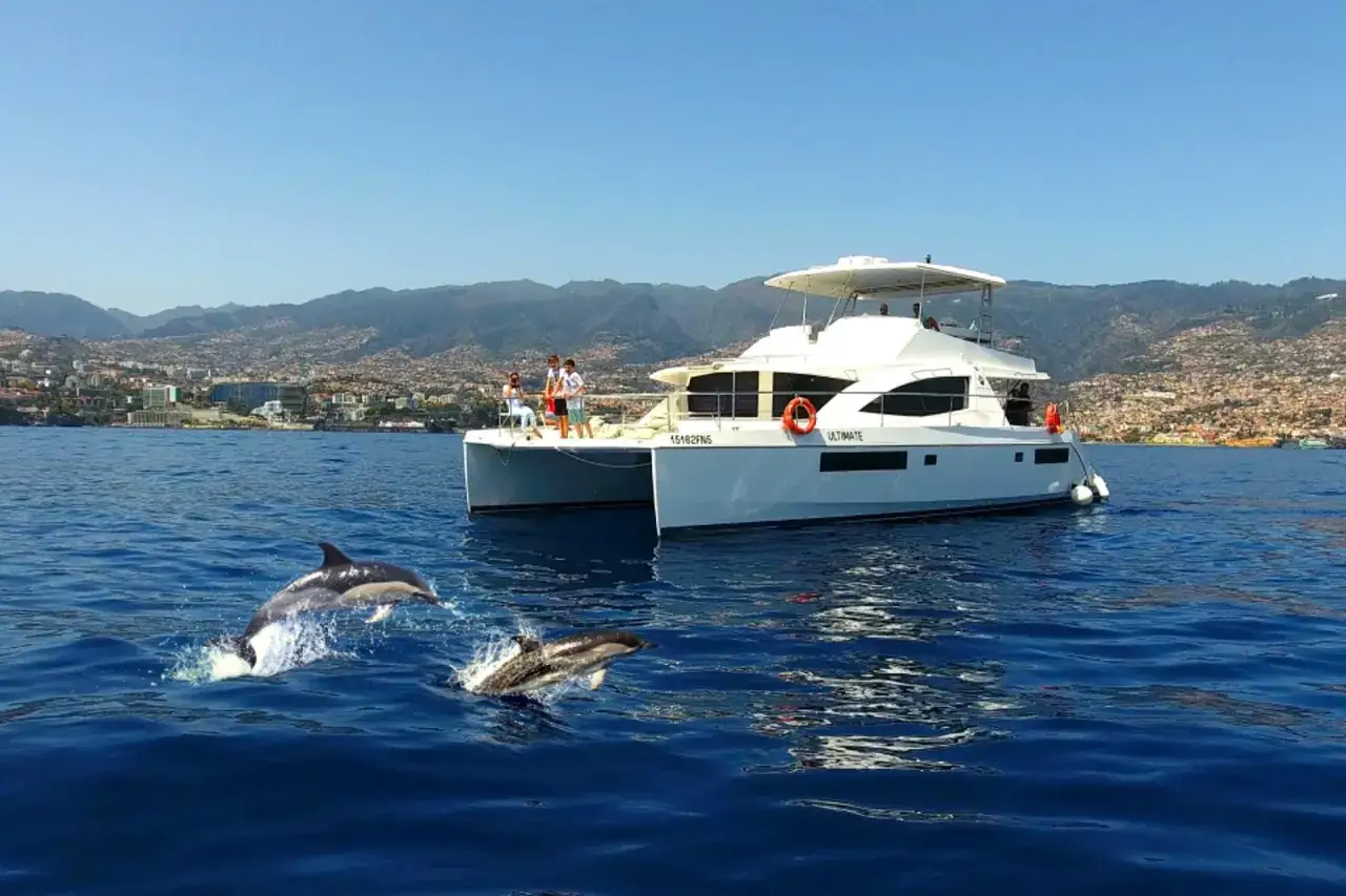 Ein unvergessliches Whale Watching Madeira Erlebnis: Delfine springen neben einem Katamaran vor der K&uuml;ste Madeiras.