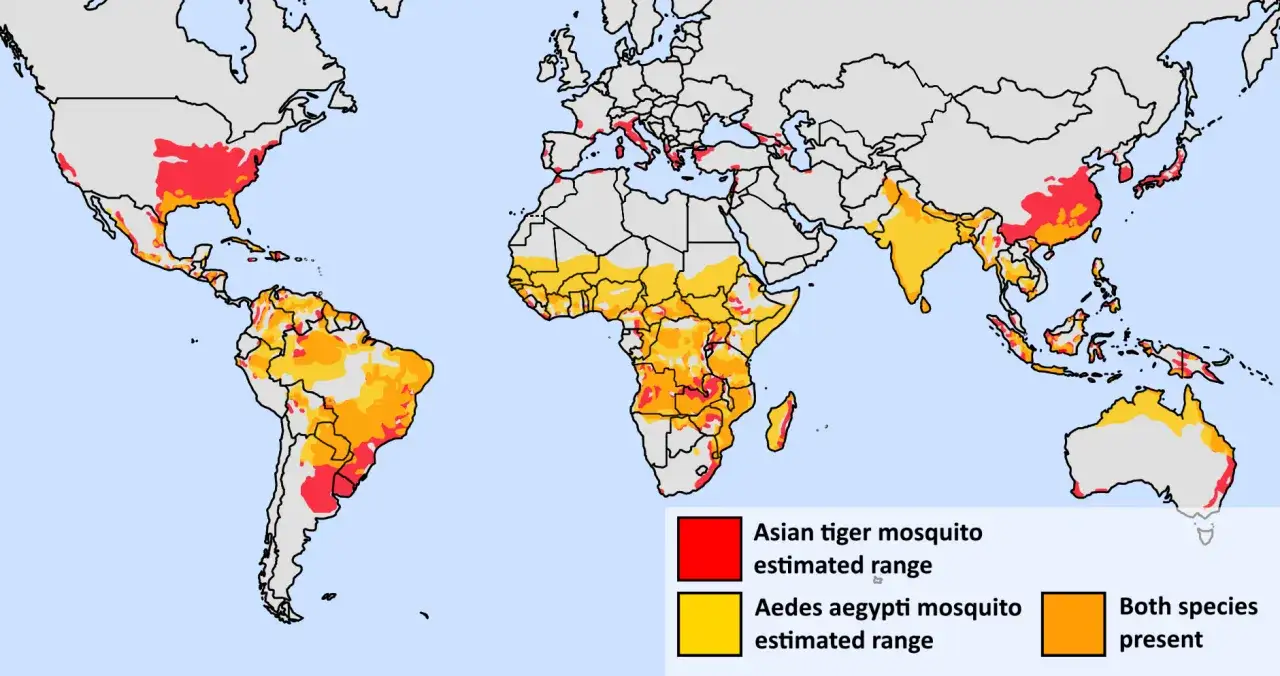 Mapa świata z zaznaczonymi obszarami występowania komarów Aedes aegypti i azjatyckiego komara tygrysiego, przenoszących japońskie zapalenie mózgu.
