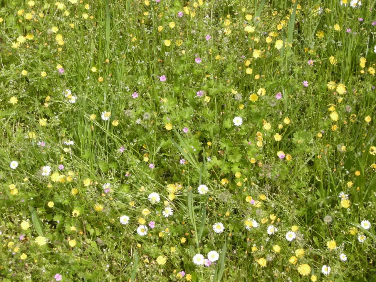 Prato fiorito con margherite bianche e gialle, erba alta. Il dosaggio di Greenex NF è ideale per un prato così rigoglioso.