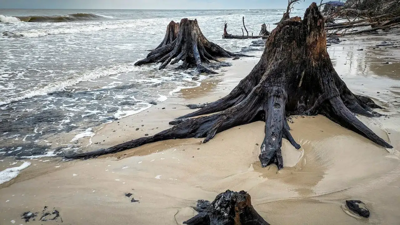 Mroczne kikuty drzew na piaszczystej plaży, gdzie morze spotyka dawny las. Fale obmywają korzenie, tworząc surrealistyczny krajobraz.