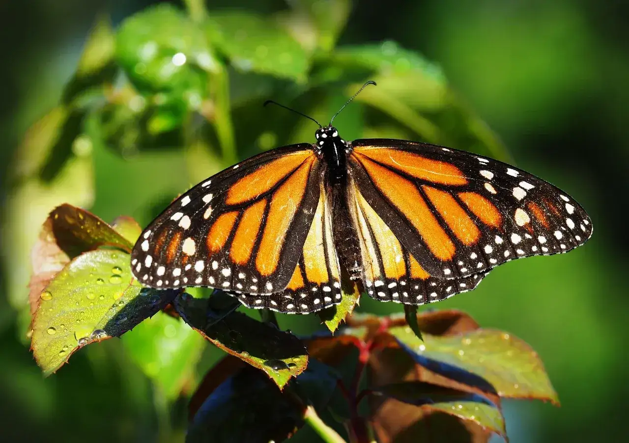 Motyl monarcha odpoczywa na liściach po deszczu. Wspaniały widok z motylarni Jastrzębia G&oacute;ra.