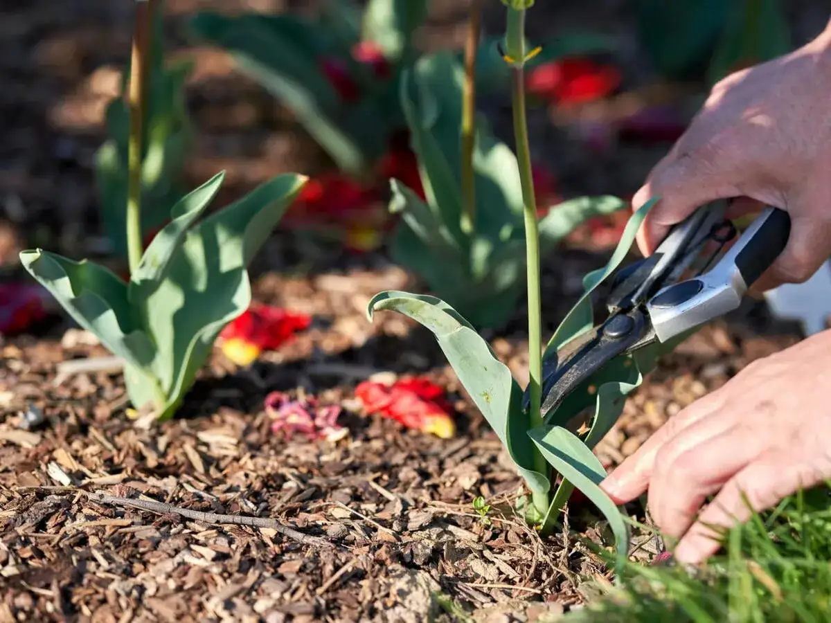Hände schneiden mit einer Gartenschere die Blätter von Tulpen ab.