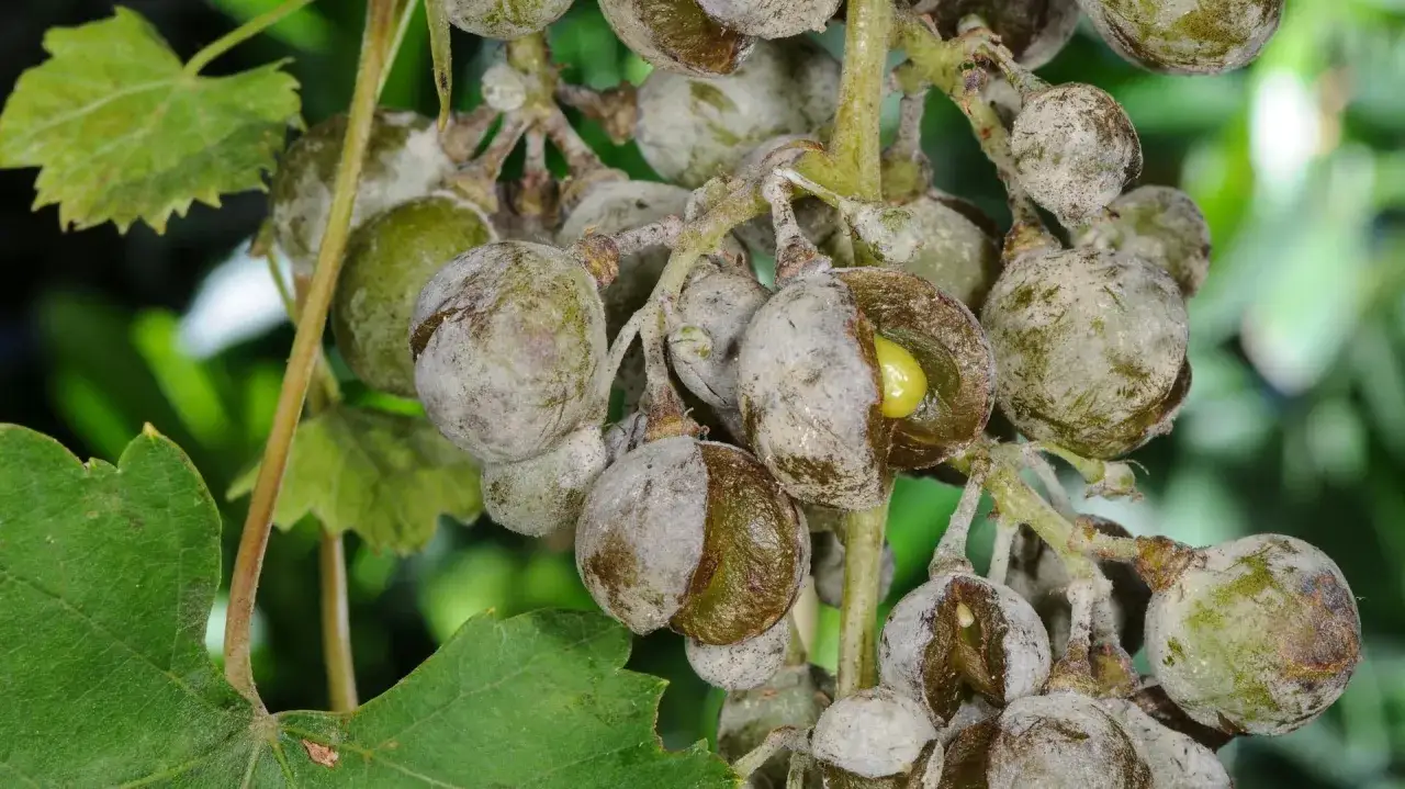 Traurige Trauben: Grauschimmel befällt die Früchte und zeigt die zerstörerische Kraft von Wein-Krankheiten.