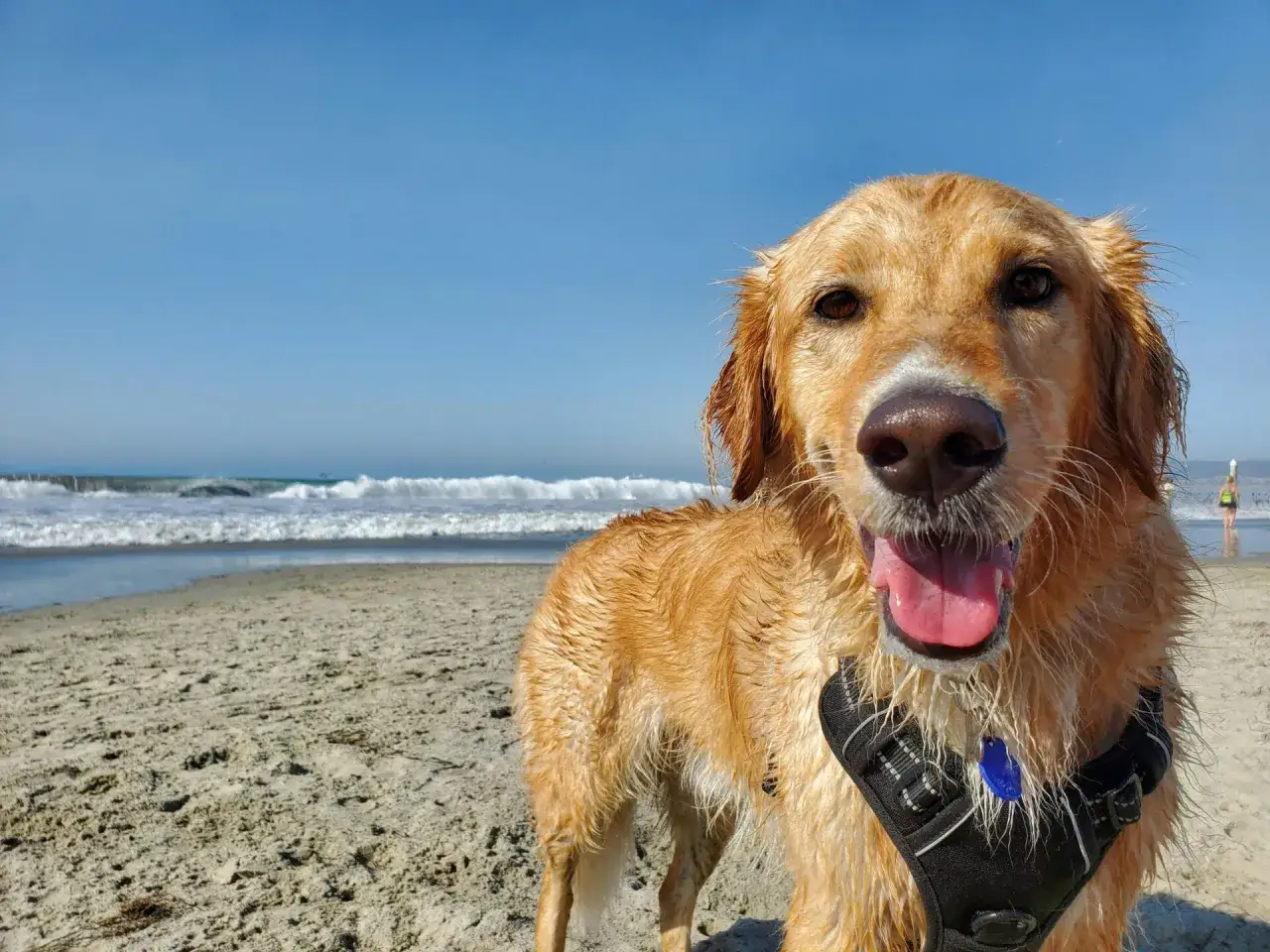 Szczęśliwy golden retriever po kąpieli w morzu. Idealne miejsce, gdzie nad morze z psem.