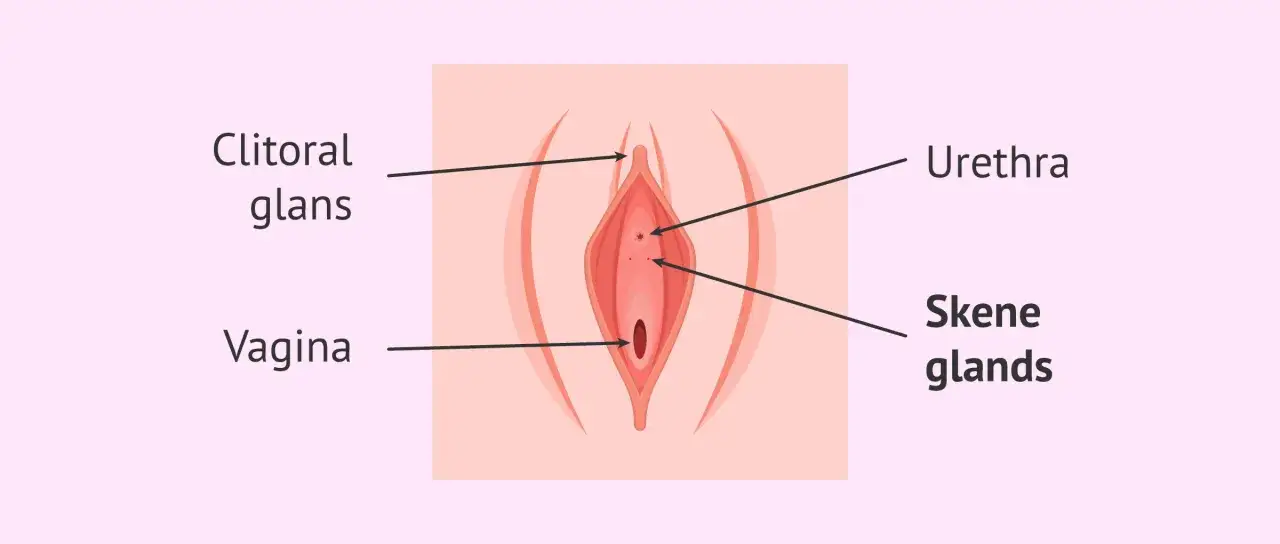 Anatomia kobiecych narządów płciowych z zaznaczonym łechtaczką, cewką moczową, pochwą i gruczołami Skene, które mogą być związane z kobiecym wytryskiem.