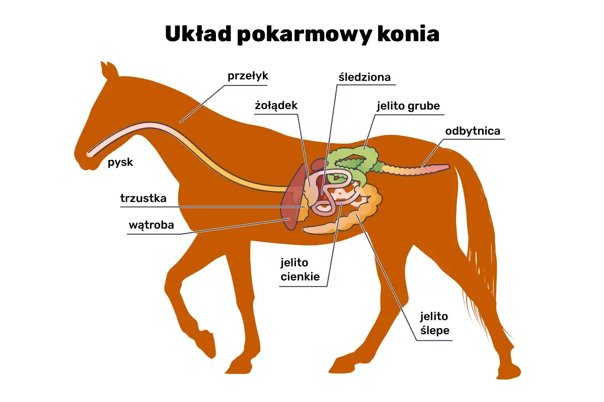 Schemat układu pokarmowego konia. Choć pytanie brzmi 