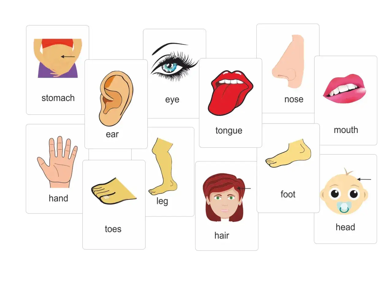 Karty z częściami ciała po angielsku: stomach, ear, eye, tongue, nose, mouth, hand, toes, leg, hair, foot, head.