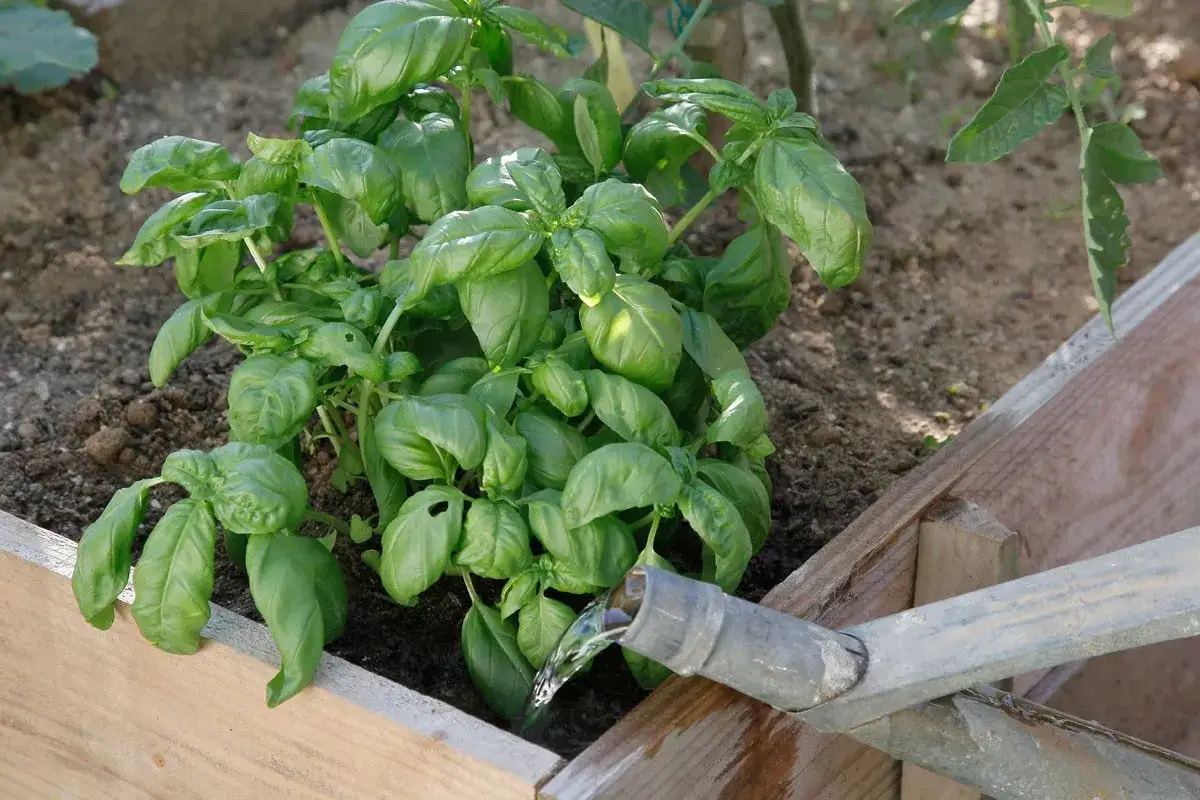 Arrosage basilic dans un carré potager. L'eau coule d'un tuyau métallique sur les feuilles vertes et luxuriantes.
