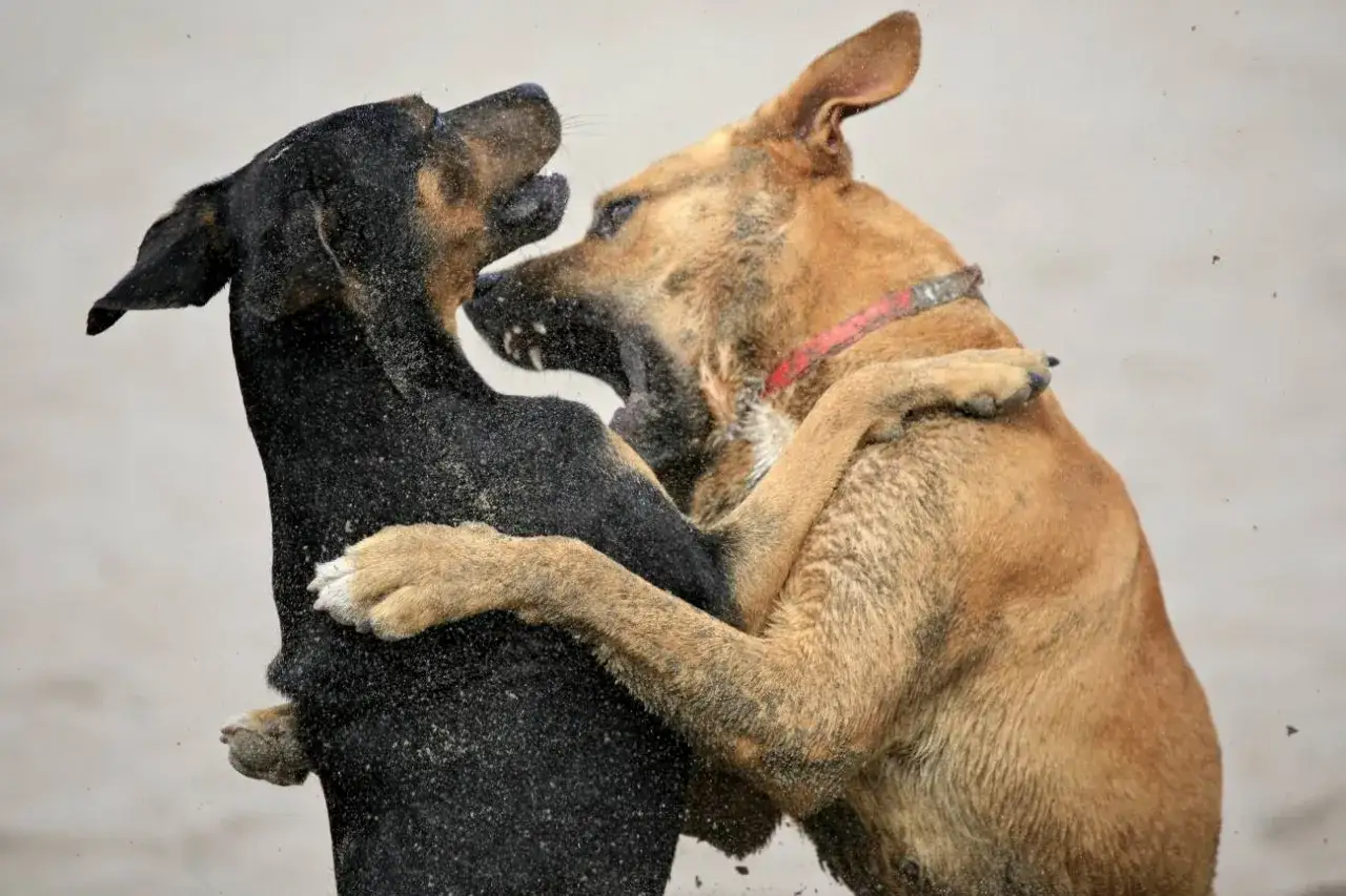 Dos perros peleando, uno negro y otro marrón, mostrando un comportamiento de perro agresivo con otros perros.