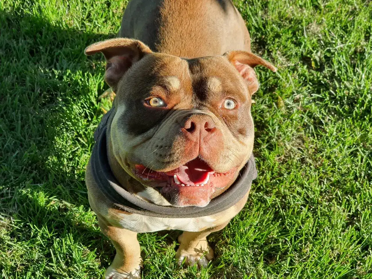 Ein freundlicher American Bully Pocket mit braunem Fell und blauen Augen sitzt im Gras.