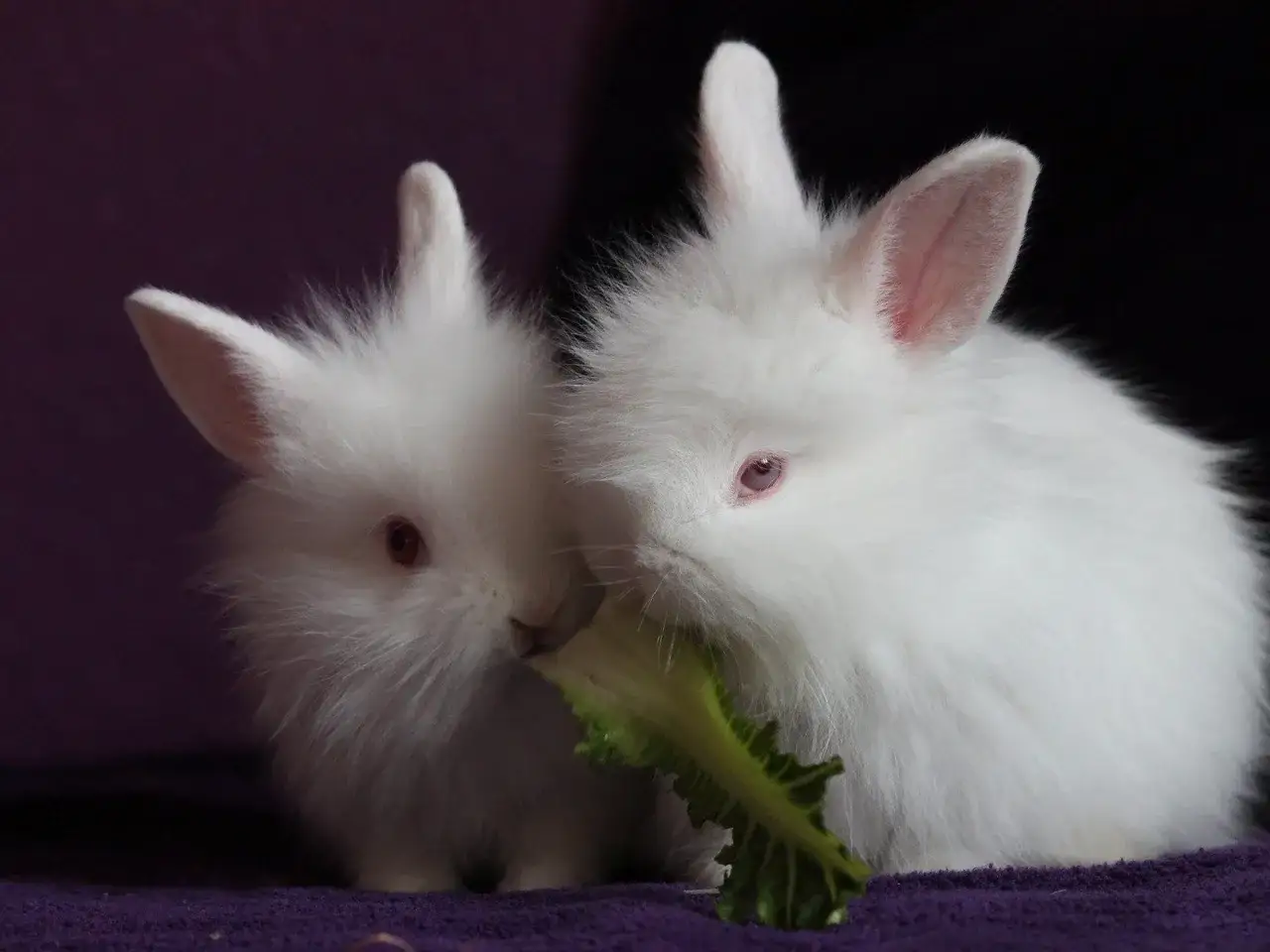 Zwei flauschige wei&szlig;e Kaninchen teilen sich ein Blatt Sellerieknolle.
