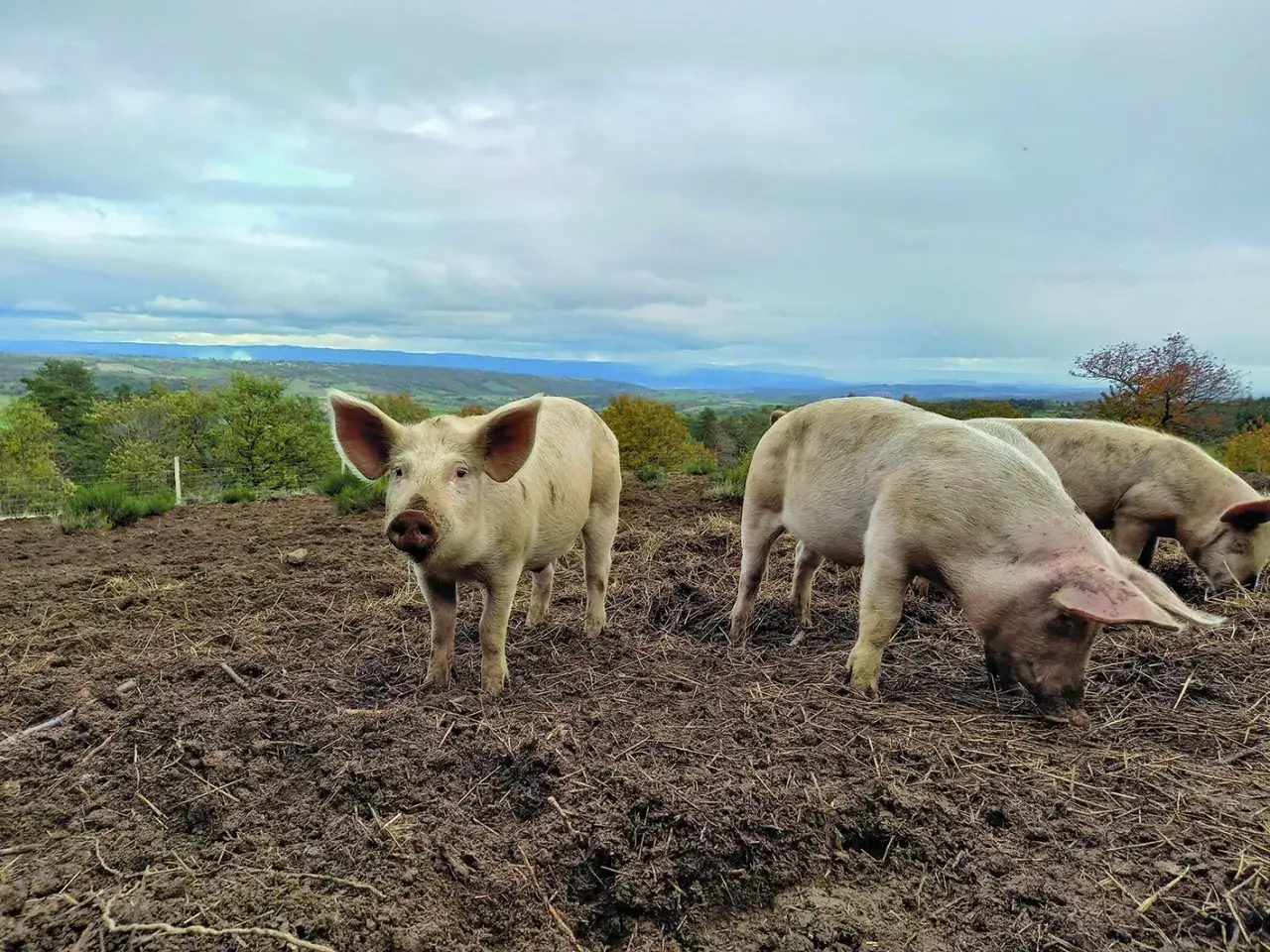 Trois cochons profitent de l'alimentation porc plein air dans un paysage vallonné. L'un regarde la caméra, les autres fouillent le sol.