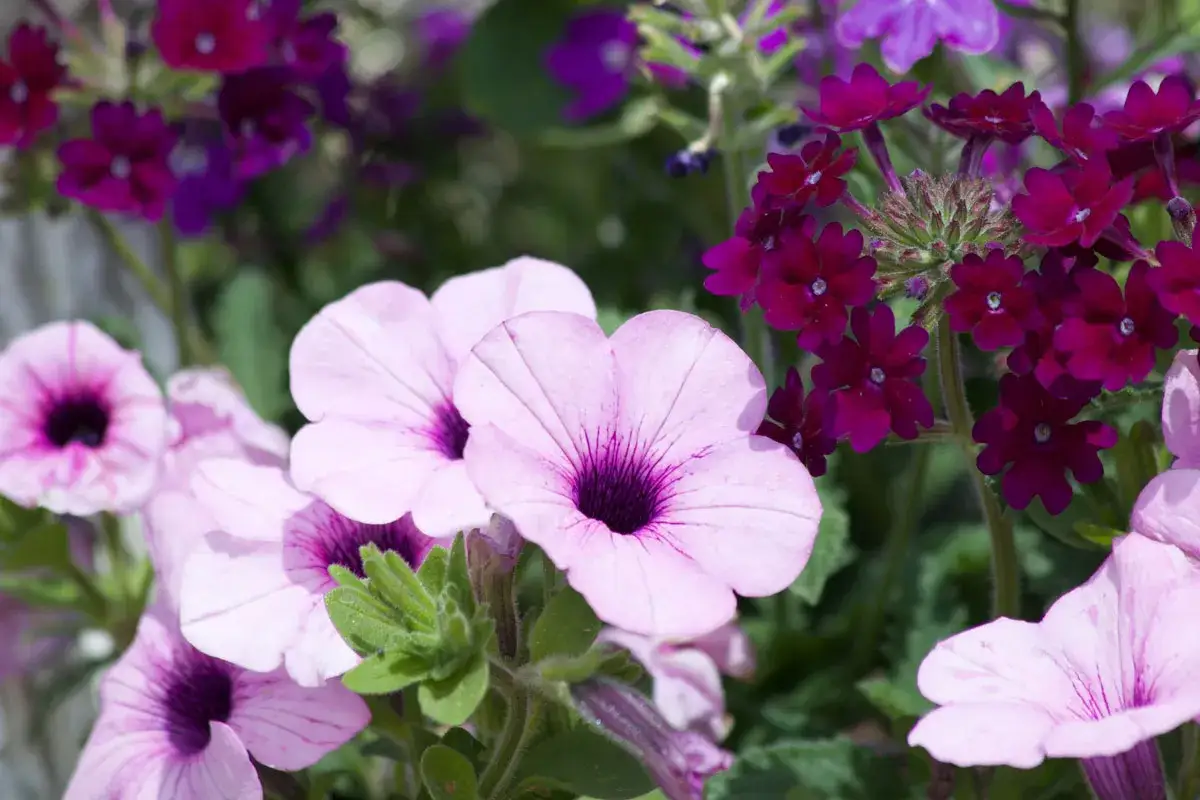 Gros plan sur des pétunias roses et des fleurs pourpres dans une jardinière. Difficile de dire combien de pétunia dans une jardinière, mais ils sont nombreux et magnifiques.