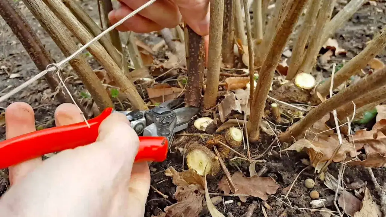 Mit roter Gartenschere wird ein Ast für den Johannisbeeren schneiden Sommerschnitt gekürzt.