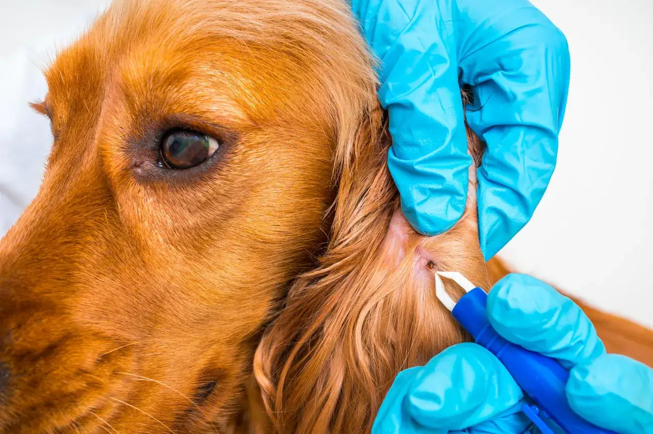 Main tenant, une tique mal enlev&eacute;e sur l'oreille d'un chien. Des mains gant&eacute;es utilisent une pince pour retirer le parasite.