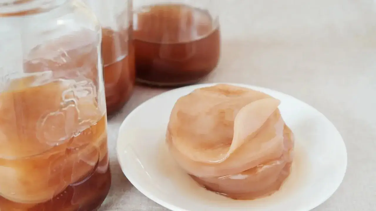 Kultury SCOBY, czyli to, co to jest kombucha, w słoikach i na talerzyku.