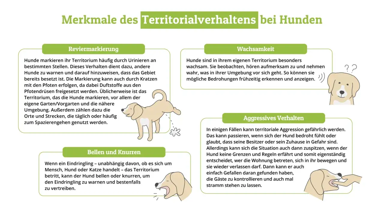 Ein Hund markiert in fremder Wohnung, um sein Territorium zu kennzeichnen.